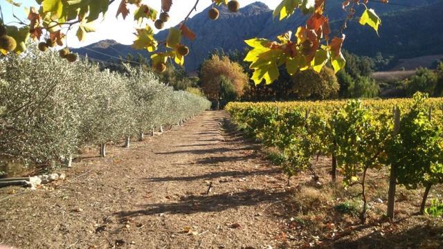 Olive And Vine Farm Cottage Franschhoek Exterior photo